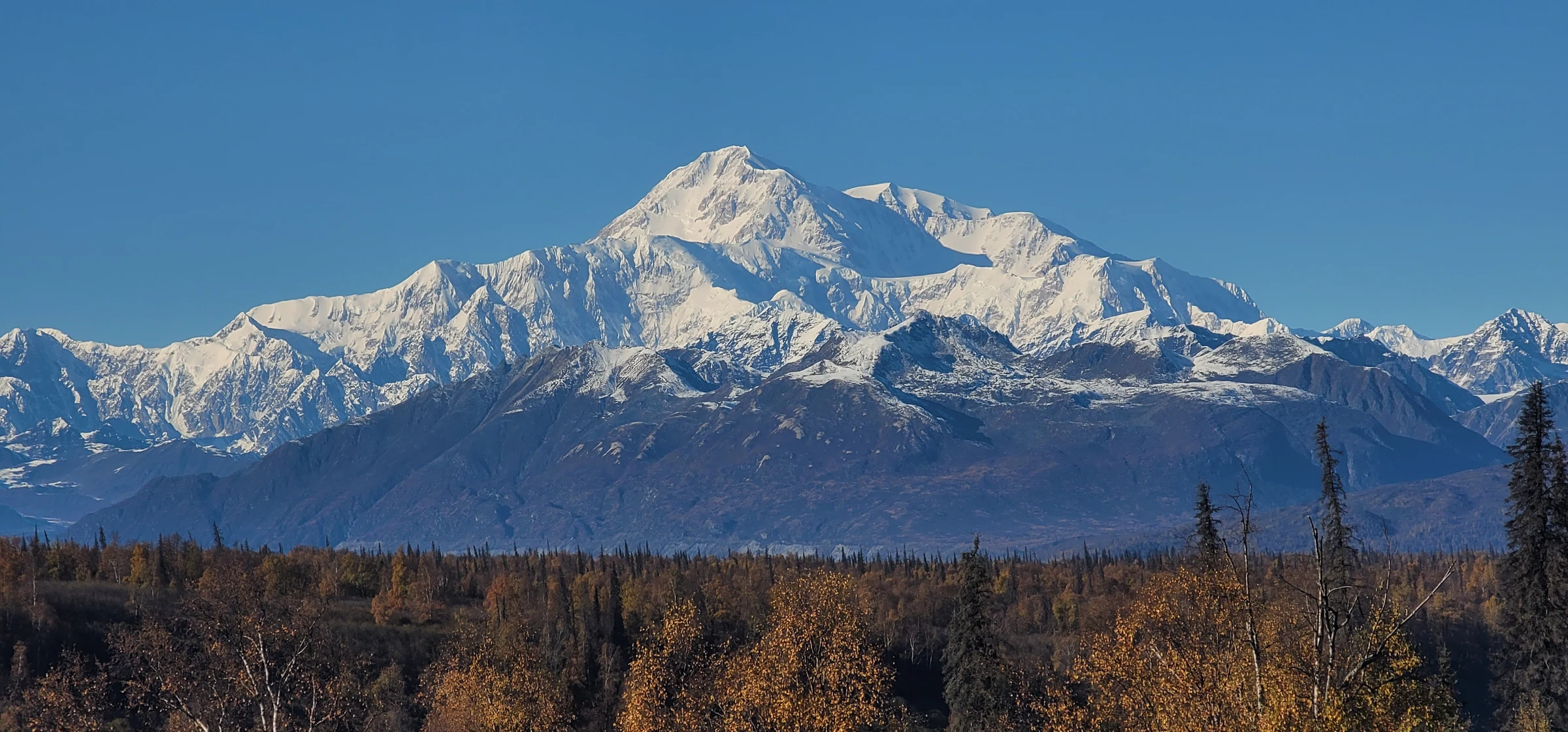 Snow-covered Denali rising above autumn forest