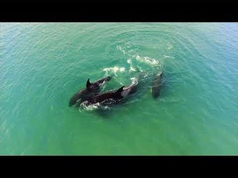 Discover the Falkland Islands — video preview