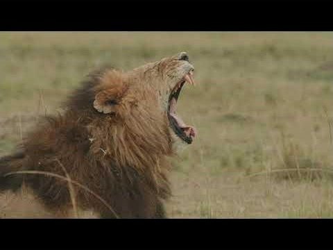 Maasai Mara Magic — video preview
